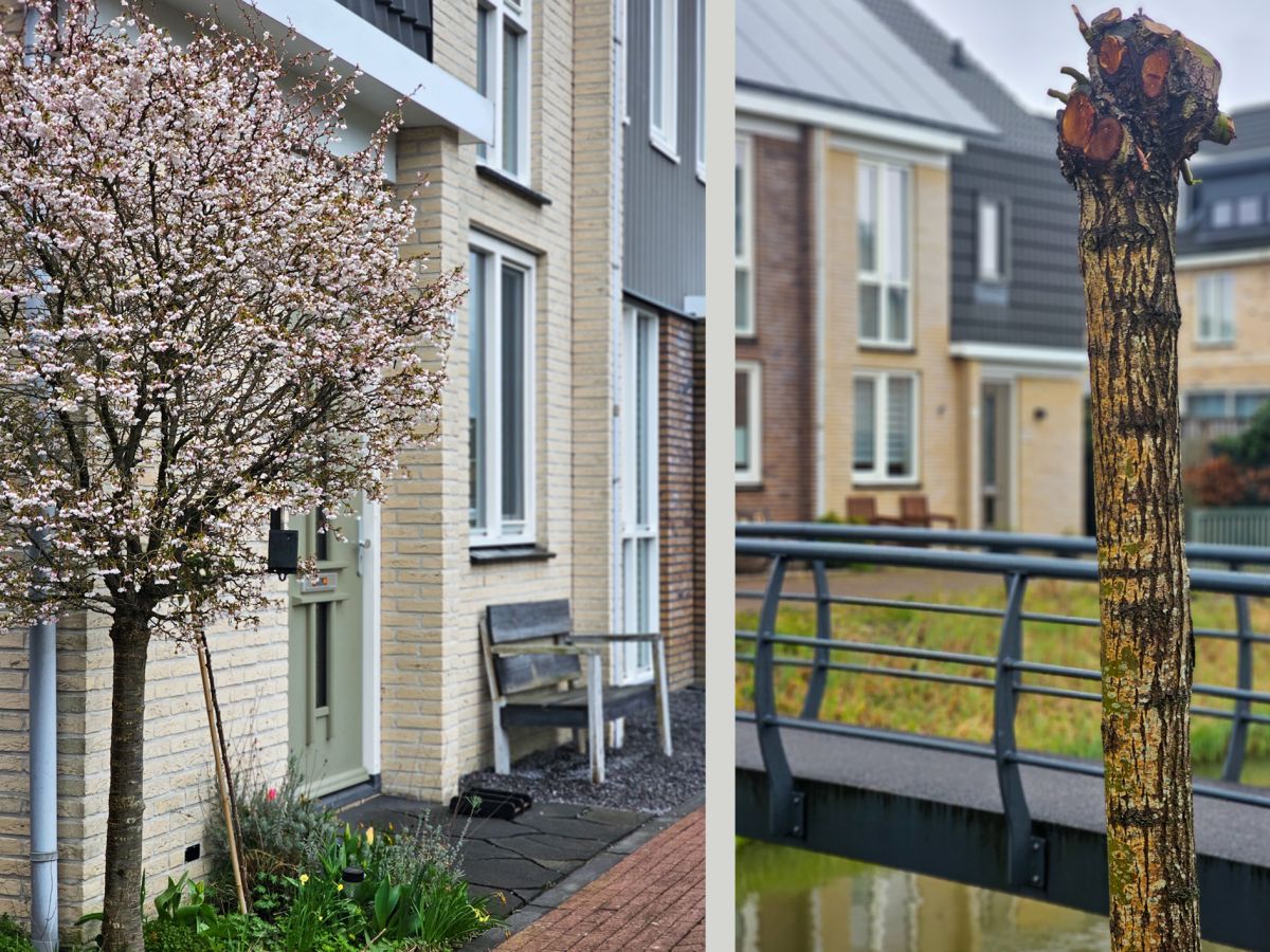 Oleander 32, Rijswijk